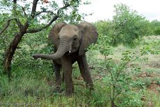 Afrikanischer Elefant (111 von 131).jpg